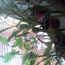 отдам цветы для сада, школы