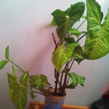 Продам комнатные цветы