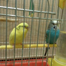 Парочка волнистых попугайчиков