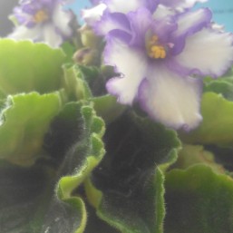 фиалка фиолетова с белым