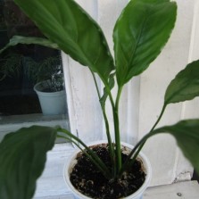 Спатифиллум Женское счастье