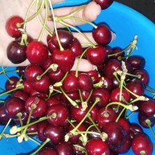 Крупная и сладкая черешня