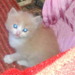 Отдам двоих котят в добрые руки