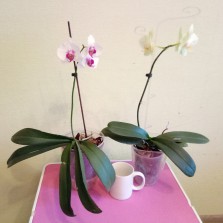 Продаю свои комнатные растения