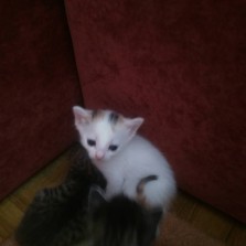 Отдам котят в хорошие руки