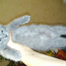 очаровательнейшие британочки 