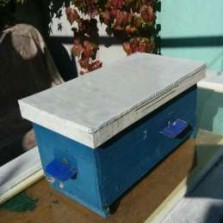 микронуклеусы