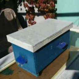 микронуклеусы