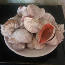 Ракушки рапанов