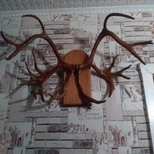 Оленьи рога