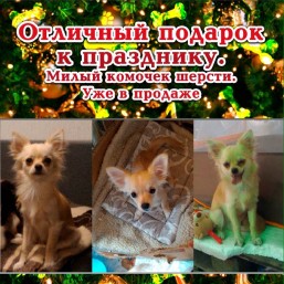 Рыжая собака  Чихуа-хуа