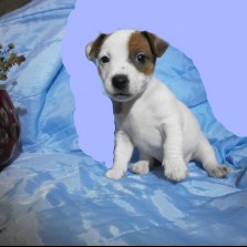 Mалыши Джек Рассел Терьера