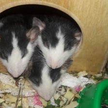 Декоративные крысы