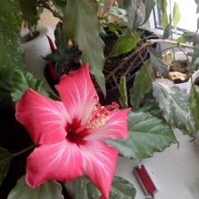 Китайская роза