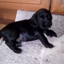 Щенки Английского кокер спаниеля