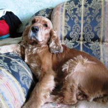Английский кокер спаниель (вязка, кобель)