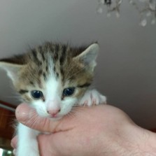 Отдам домашних котят бесплатно