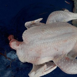  Мясо домашней курицы