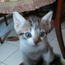 Отдам домашних котят бесплатно