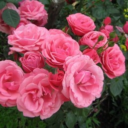 Саженцы роз и плодовых деревьев 