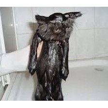 ПОМЫТЬ КОТА!