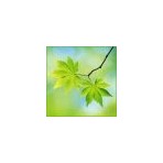 Петровочка