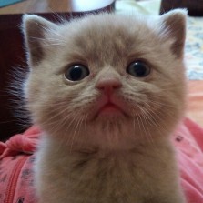  Шотландские котята Страйт Мальчики (прямоухие)