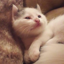 Красивые котята бесплатно 