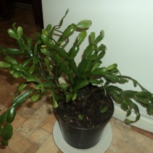 Рождественник, Зигокактус, Монстера