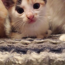 Отдам красивых котят