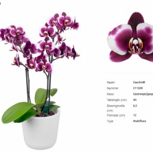 Орхидея с цветоносом