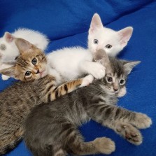 Отдам котят от домашней кошечки