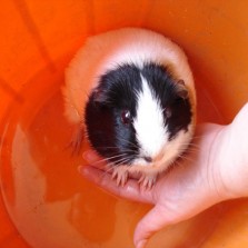 Срочно! морская свинка (мальчик) 1 мес