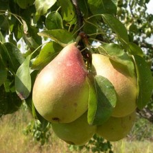 груши летние Вильямс летний и Лесная красавица