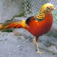 Фазаны золотые и королевские