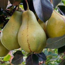груши кюре с дачи