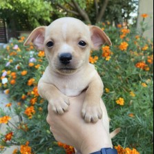 Продаю щенков той-терьера, мальчики и девочки  4000 грн