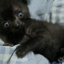 Отдам троих котят в добрые руки