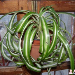 Цветы для дома