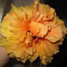 черенки  китайских  роз ( комнатные цветы)